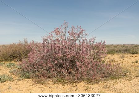 West Kazakhstan. Flowering Beautiful Trees Of Saxaul