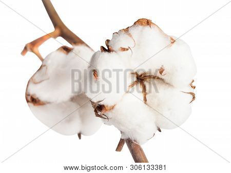 Two Ripe Bolls Of Cotton Plant With Cottonwool On Branch Isolated On White Background