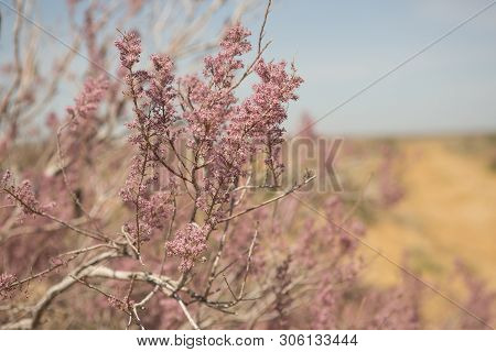 West Kazakhstan. Flowering Beautiful Trees Of Saxaul
