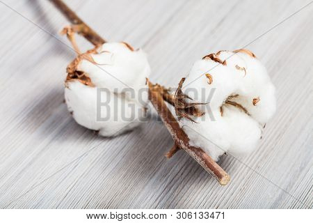 Natural Dried Twig Of Cotton Plant With Cottonwool On Gray Wooden Board