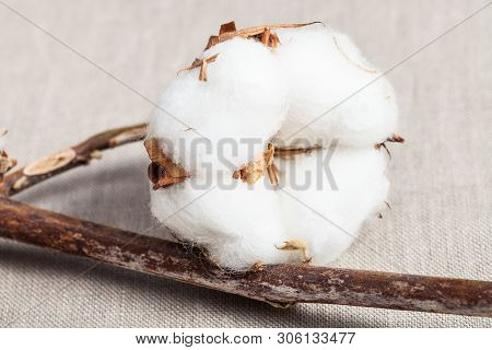 Boll With Cottonwool Close Up On Natural Dried Twig Of Cotton Plant On Cotton Fabric Background