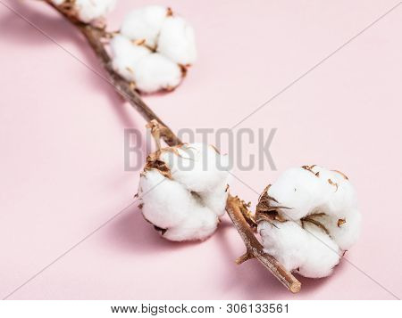 Branch Of Cotton Plant With Ripe Bolls With Cottonwool On Pink Pastel Paper Background