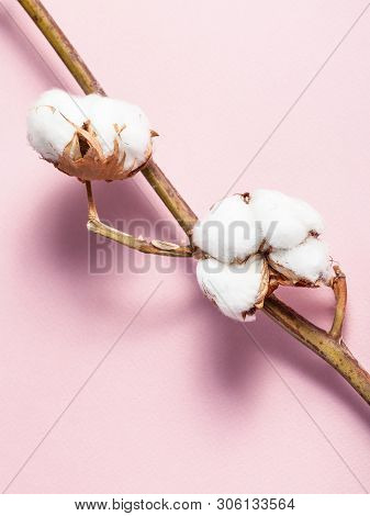 Twig Of Cotton Plant With Ripe Bolls With Cottonwool On Pink Pastel Paper Background