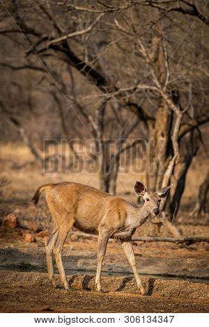 An Alert Tail Up Sambar Deer Or Rusa Unicolor Portrait In A Beautiful Light At Ranthambore National 
