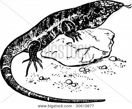 Rosso Tegu (Tupinambis)