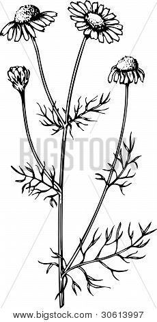 工場 tripleurospermum