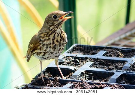Portrait Of A Song Thrush (turdus Philomelos) Perching On A Plant Pot Inside A Greenhouse