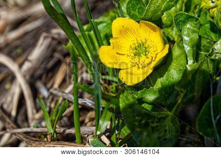 Photo Of Fresh Caltha Palustris Flower In Summer Time.