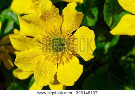 Photo Of Fresh Caltha Palustris Flower In Summer Time.