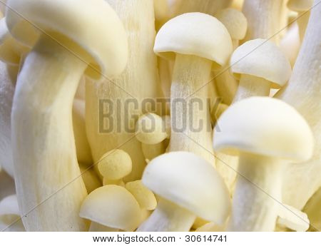 Hvid bøg champignon (hvid Shimeji) Hypsizygus Marmoreus