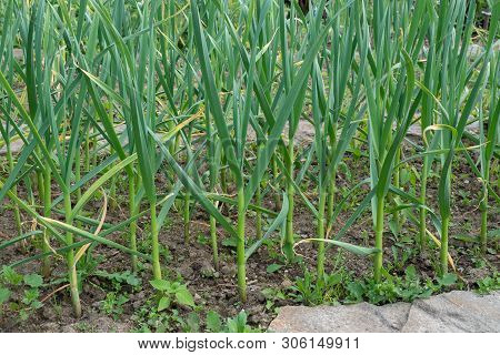 Farming And Agriculture, Young Garlic Grow In The Garden. Green Sprouts Of Young Garlic Sprout