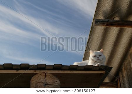 White Cat With Multi-colored Eyes Quietly Sits On The Roof Of The Canopy On The Right And Looks From
