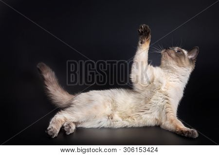 Thai Light Kitten Lies On Its Side With The Front Paw Raised.