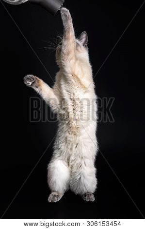 Thai Cat Stands On Its Hind Legs And Stretches To The Tube Of The Vacuum Cleaner.