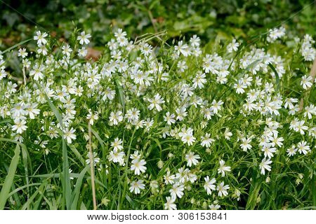 Greater Stitchwort - Stellaria Holostea - White Wild Flowers Growing With Green Grass At The Bottom 
