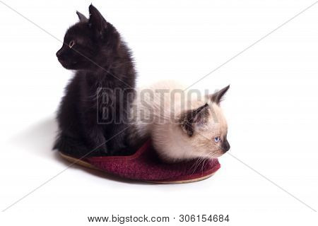 Two Kittens, Black And Light Thai, Sit In A Slipper.
