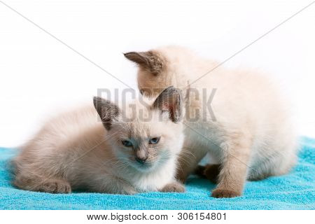 Two Little Identical Thai Kittens On A Blue Rug.