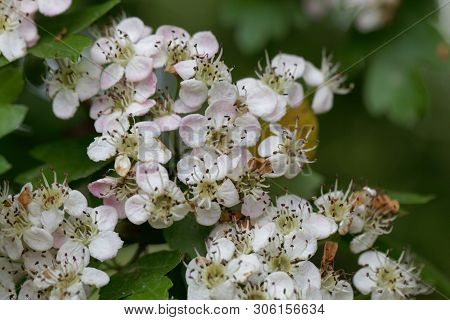 Flowers Of A Common Hawthorn, Crataegus Monogyna .