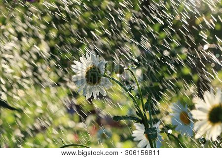 Summer Rain In The Garden And Daisies With Drops On The Bokeh Background, Blurred Focus. Beautiful S