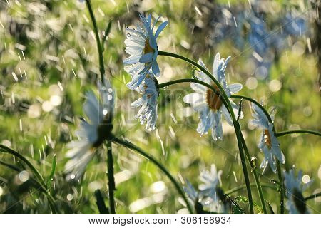 Summer Rain In The Garden And Daisies With Drops On The Bokeh Background, Blurred Focus. Beautiful S