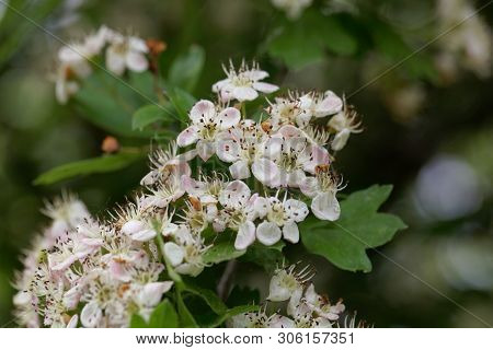Flowers Of A Common Hawthorn, Crataegus Monogyna .