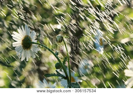 Summer Rain In The Garden And Daisies With Drops On The Bokeh Background, Blurred Focus. Beautiful S