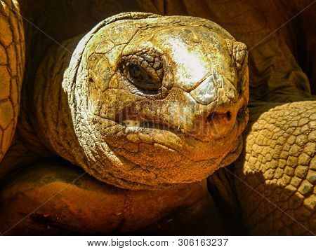 Wise Tired Old Tortoise Close Up Face With Golden Wrinkles And Shaded Body.