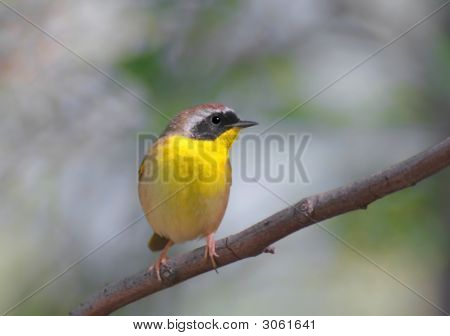 Fælles Yellowthroat (Geothlypis Trichas)