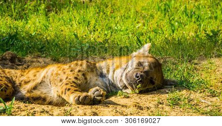 Closeup Portrait Of A Spotted Hyena Sleeping On The Ground, Wild Dog From The Desert Of Africa