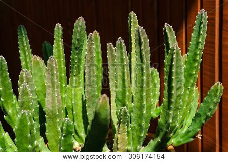 Brightly Lit By The Sun Houseplant Succulent Stapelia Grandiflora Or Gettleffii In A Flower Pot Agai