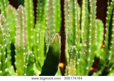 Green Natural Plant Background - Juicy Stems Of Succulent Stapelia Grandiflora Or Gettleffii