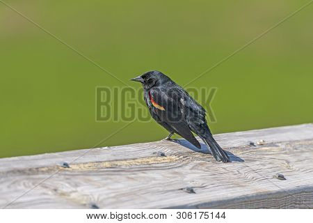 Red-winged Blackbird In A Marshland In The Blackwater National Wildlife Refuge In Maryland