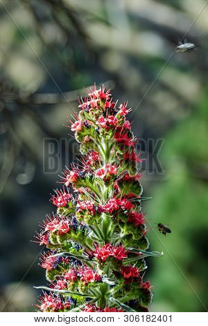 Blooming Endemic Beautiful Flower Tajinaste Rojo -echium Wildpretii- And Few Bees Flying Around. Spr
