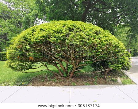 Large Wide-branched Yew Bush Tree With Brown Large Massive Trunk Body And Wide Branches  In Summer P
