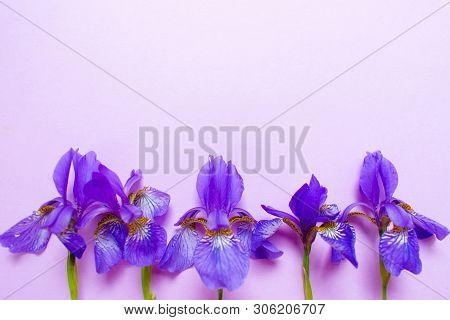 Blue Iris Flowers On A Gentle Purpe Background.copy Space
