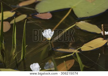Flower Of A Water Soldiers, Statiotes Aloides
