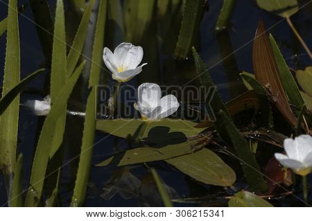 Flower Of A Water Soldiers, Statiotes Aloides