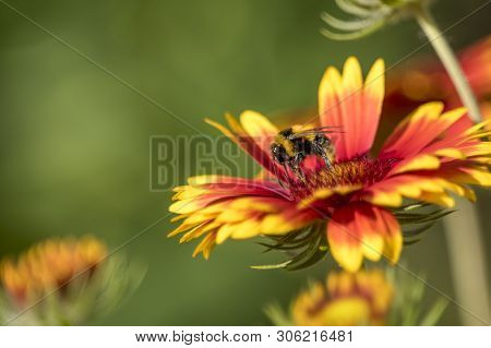 Bumblebee On A Aster Blossom Isolated Against Blurred Green Background