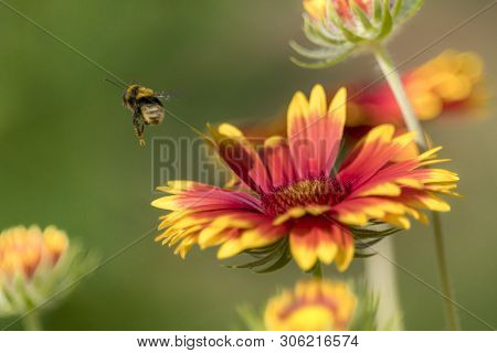Bumblebee On A Aster Blossom Isolated Against Blurred Green Background