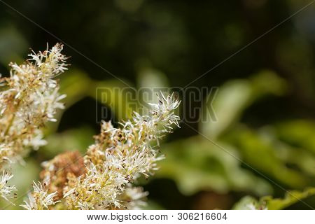 Flowers Of A Manna Ash, Fraxinus Ornus.