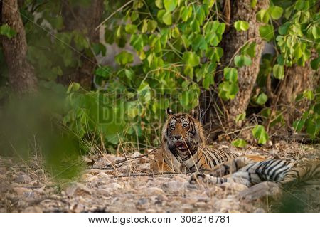 A Mating Pair Of Tigers Resting After Rounds Of Mating Between These Two Tigers At Ranthambore Natio