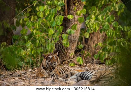 A Mating Pair Of Tigers Resting After Rounds Of Mating Between These Two Tigers At Ranthambore Natio