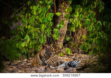 A Mating Pair Of Tigers Resting After Rounds Of Mating Between These Two Tigers At Ranthambore Natio