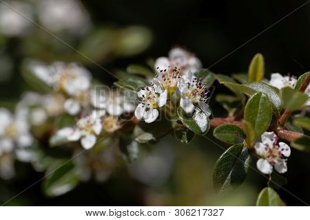 Flower Of A Bearberry Cotoneaster, Cotoneaster Dammeri,.