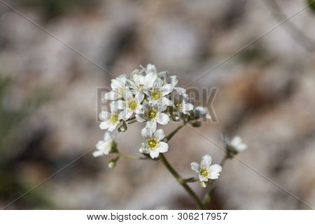 Flower Of The Rockfoil Saxifraga Hostii