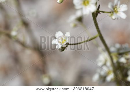 Flower Of The Rockfoil Saxifraga Hostii