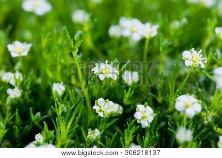 Flower Of A Heath Pearlwort, Sagina Subulata.