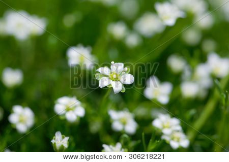 Flower Of A Heath Pearlwort, Sagina Subulata.