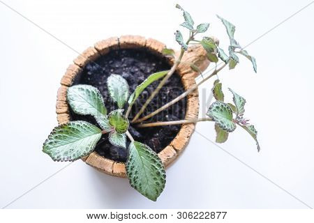 Episcia, Young Houseplant In A Pot. Isolated