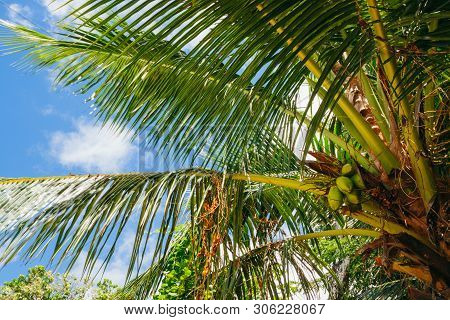 Palm Tree In Seychelles With Coconuts, Lodoicea Maldivica, Sunny Day And Blue Sky.
